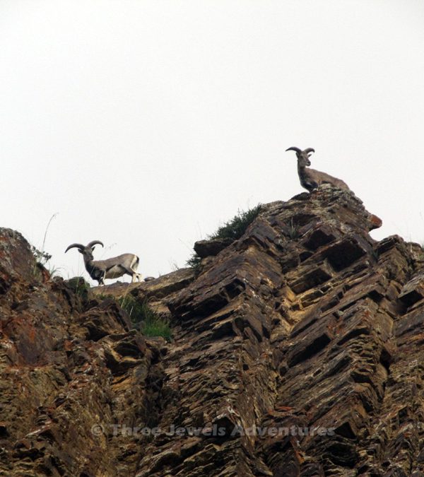 Himalayan Blue Sheep