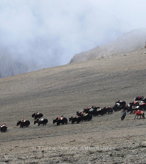 Yak Caravan Upper Dolpo